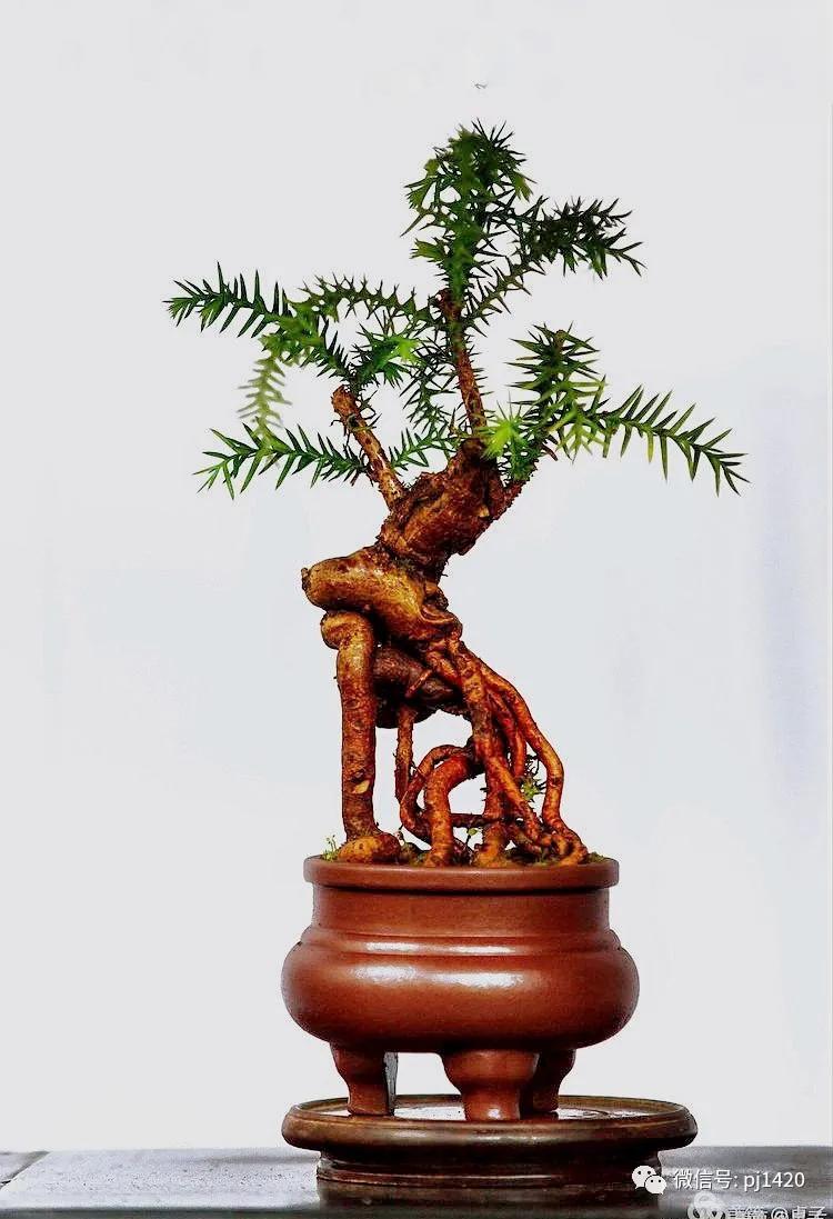 澳洲杉怎么长出漂亮根部,澳洲杉能用赤玉土种植吗