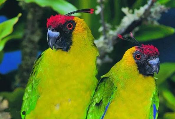 红头绿身鹦鹉蓝翅膀的鹦鹉,天生红眼的鹦鹉叫什么品种