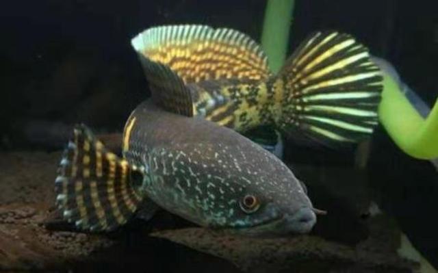 观赏鱼容易惊吓,如何降低观赏鱼应激