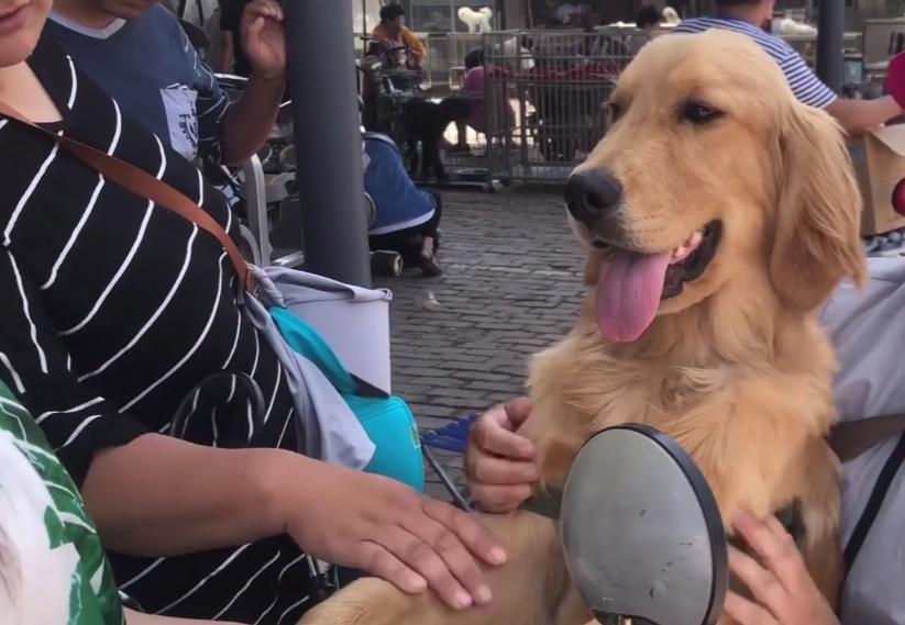 金毛犬多少钱一只河南,一只金毛1500元