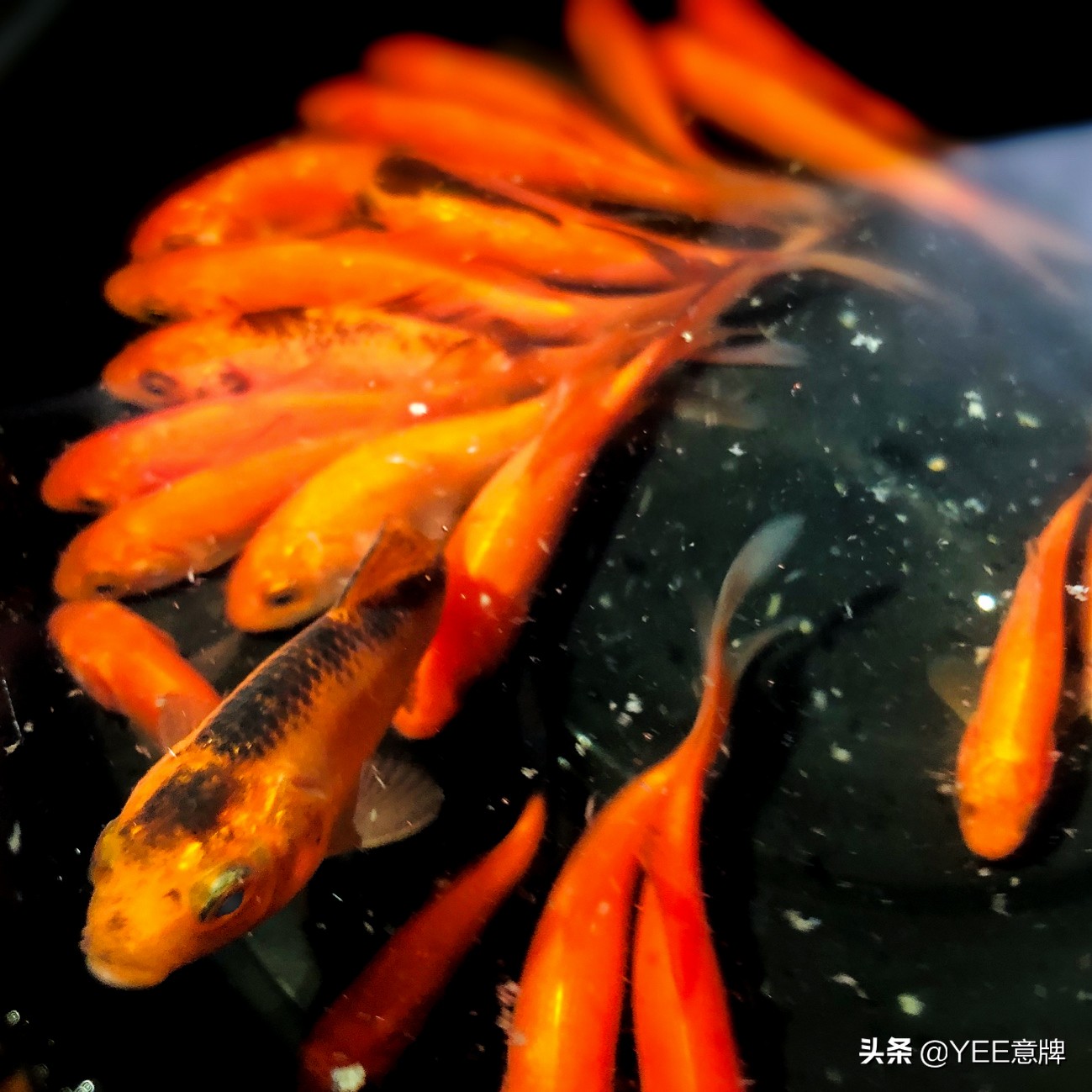 鱼眼睛白膜怎么治疗视频,鱼眼里面有白霉怎么治疗