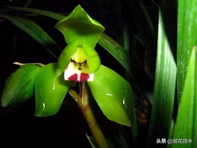 春兰大富贵春剑大富贵区别,春兰大富贵vs春剑大富贵