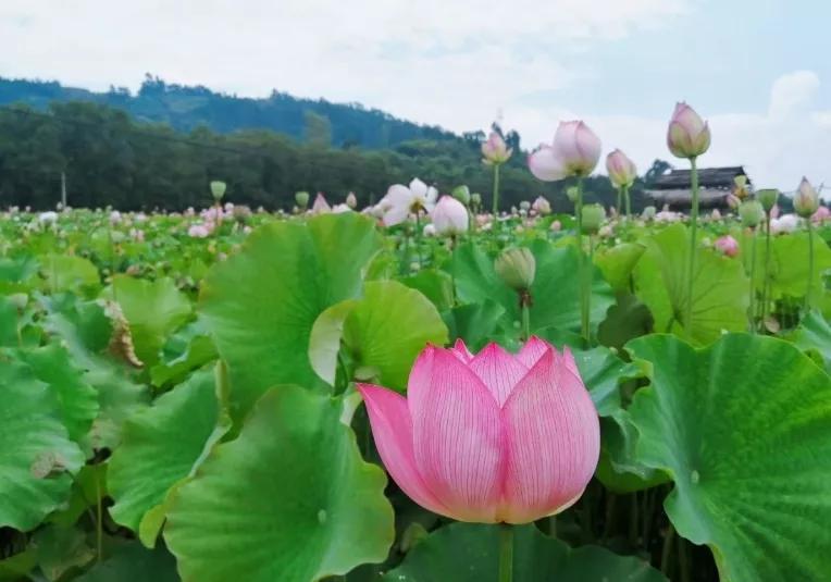 今天宜良景点哪里好玩,宜良好玩的夜景