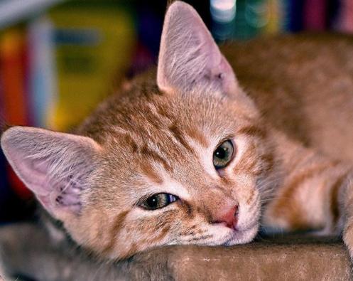 猫咪呼吸困难、体温升高，当心它患上胸膜炎，病猫需主人小心照看