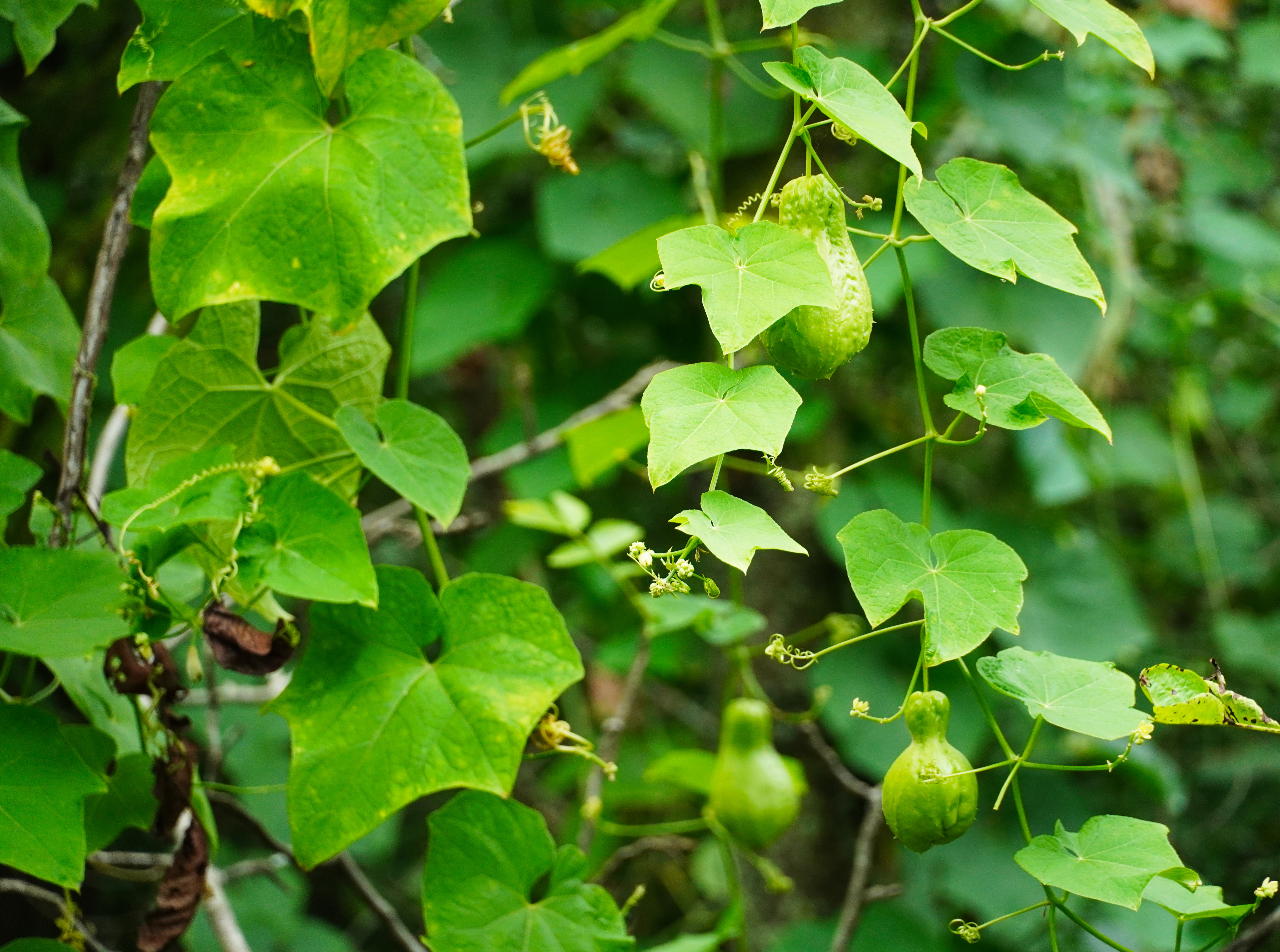 乡里南瓜子土特产,农家土特产南瓜子