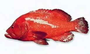 世界顶级海鲜鱼类,史上最完整鱼类海鲜图鉴