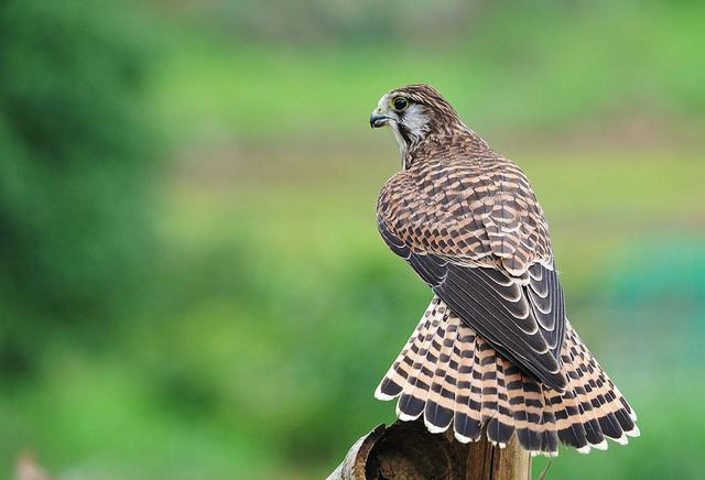 它说吉他前奏,她说钢琴伴奏和弦