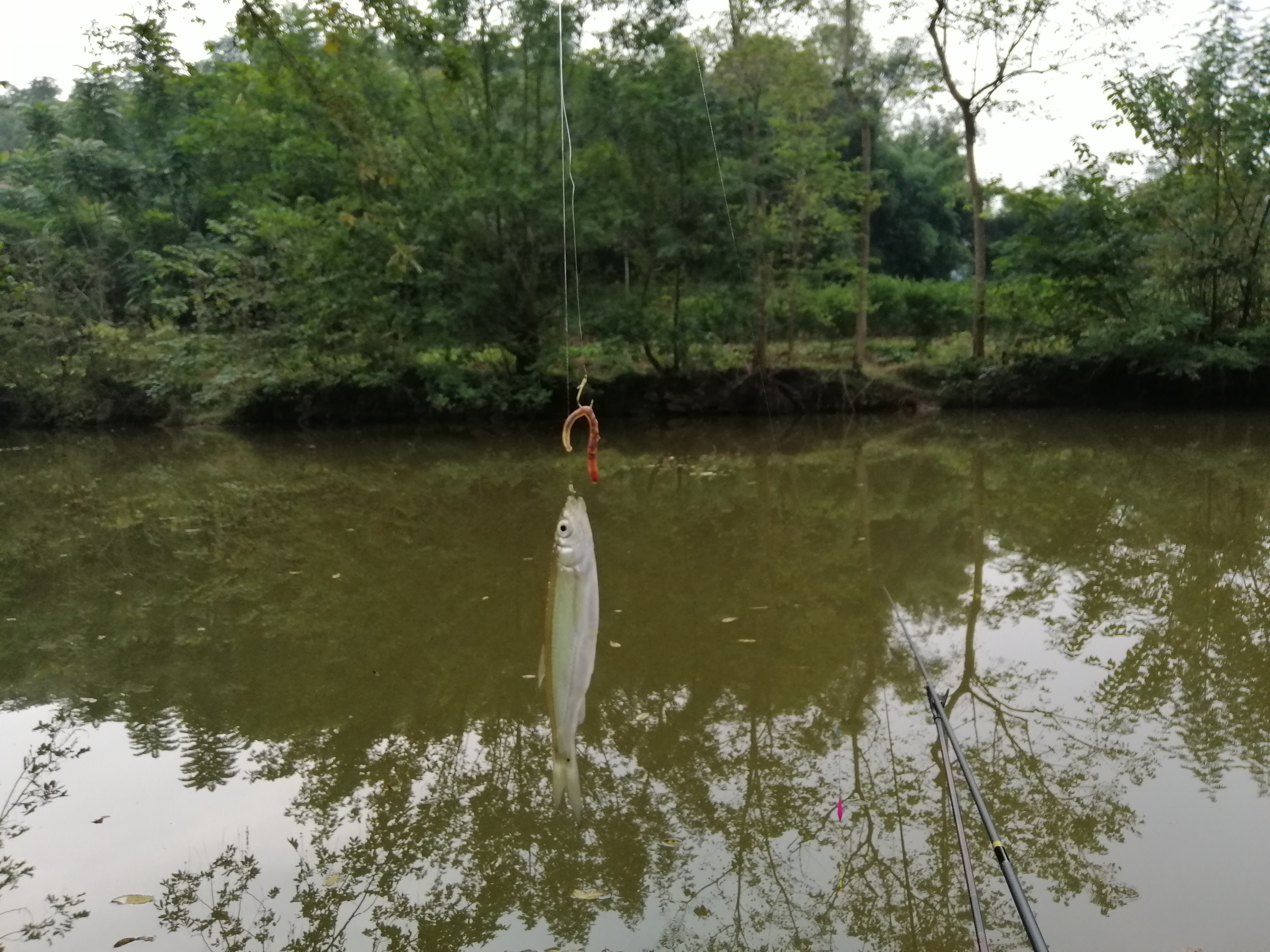 冬季小河沟野钓冰钓,春季小河钓鱼线组搭配