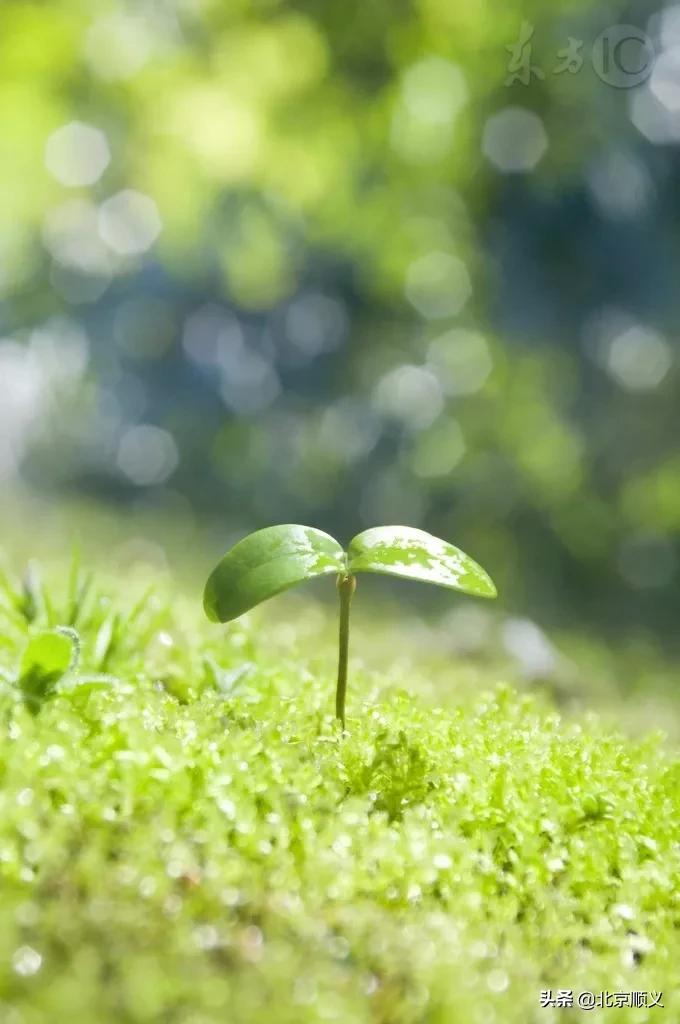 今日立春愿所有美好如期而至,今日立春愿一切美好随春而至