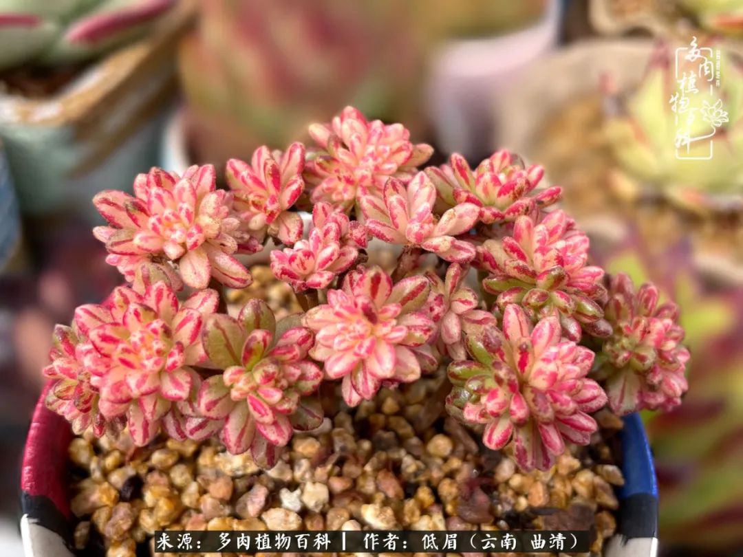 怎么在多肉植物百科投稿,怎样向多肉植物百科投稿