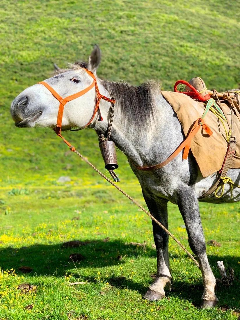 贡嘎山的徒步,贡嘎雪山大环线徒步游记
