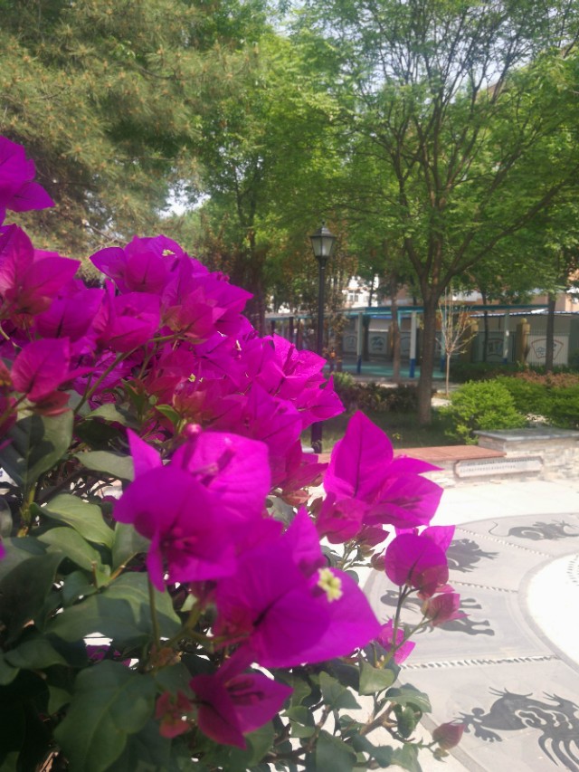 阳光学校为什么有规矩,阳光学校特色课