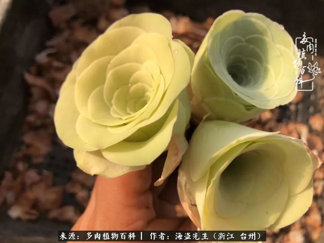 黄玫瑰这么美的风景惊艳到你了吗,优雅漂亮的黄玫瑰图片