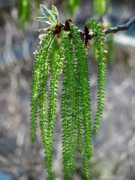 杨树的简介,杨树的全部作品