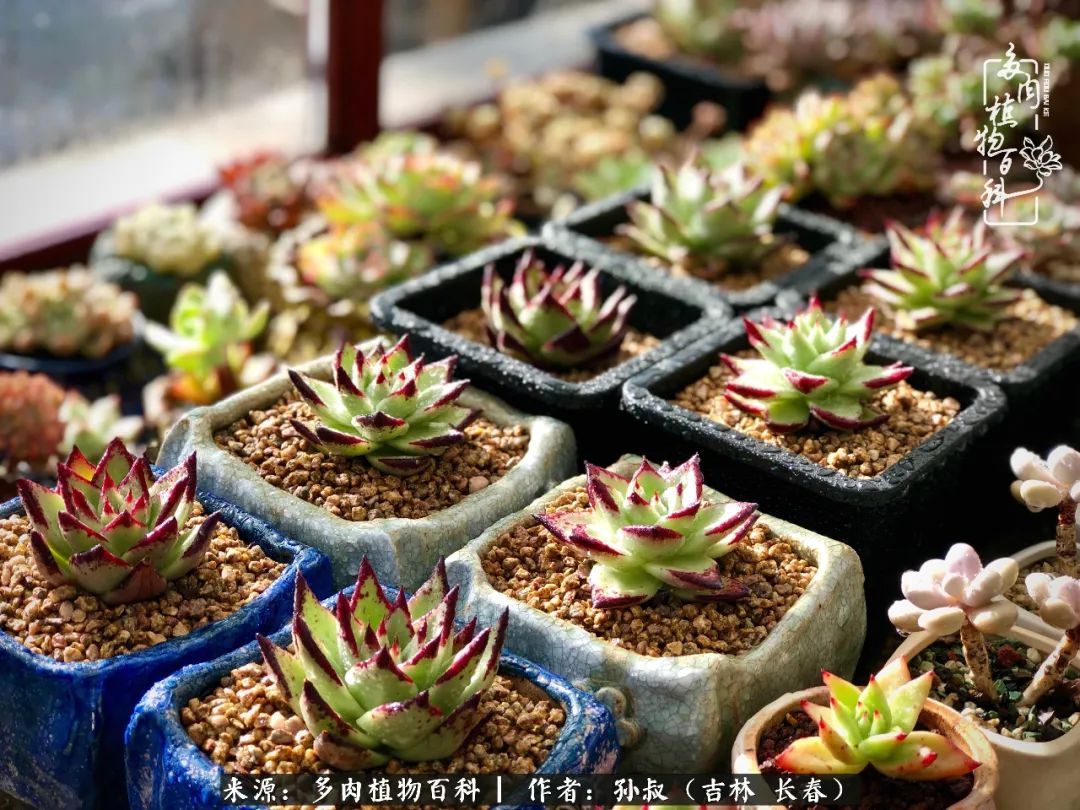 与多肉一起成长,与多肉相伴