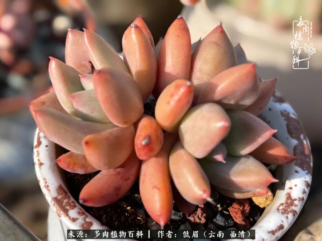 怎么在多肉植物百科投稿,怎样向多肉植物百科投稿