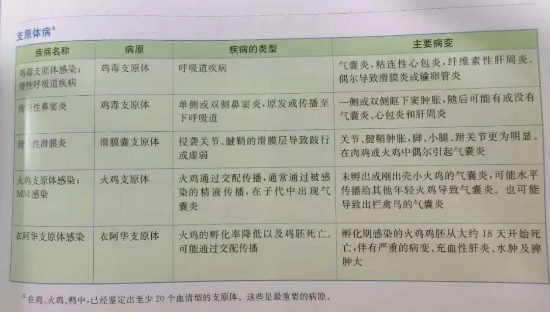 鸡群生病后有什么表现,鸡群出现瘫痪是怎么回事