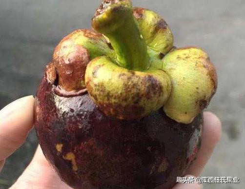 山竹选购秘籍挑选一颗完美的山竹,山竹怎么挑更甜一挑一个准