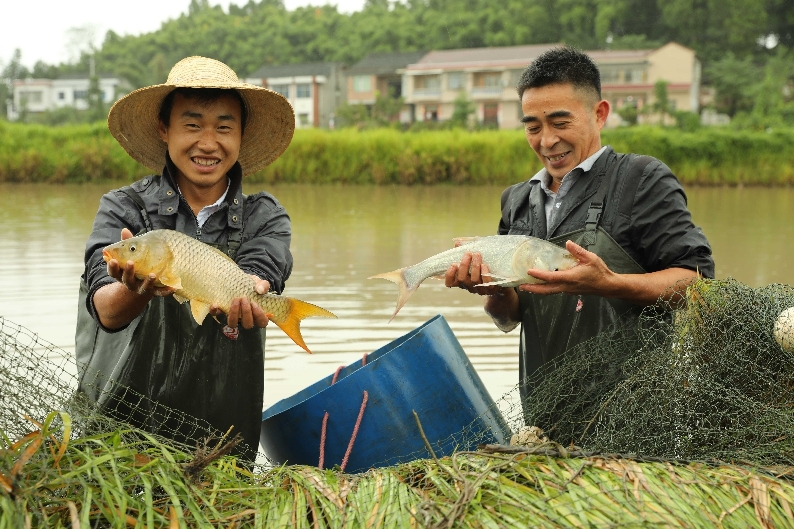 「丰收节」人欢鱼跃庆丰年