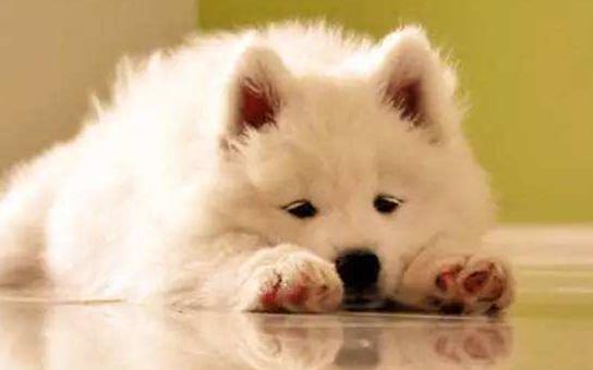 成年狗狗拉肚子怎么办,狗狗拉肚子原因及简单处理方法