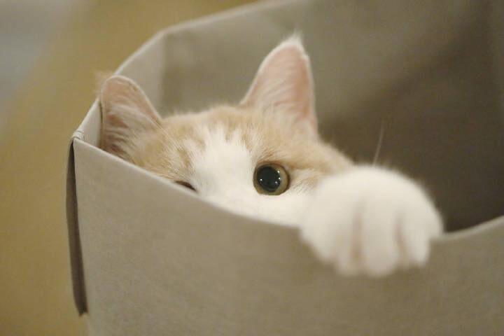 小猫因为喝羊奶粉拉稀怎么解决,小猫拉稀怎么解决