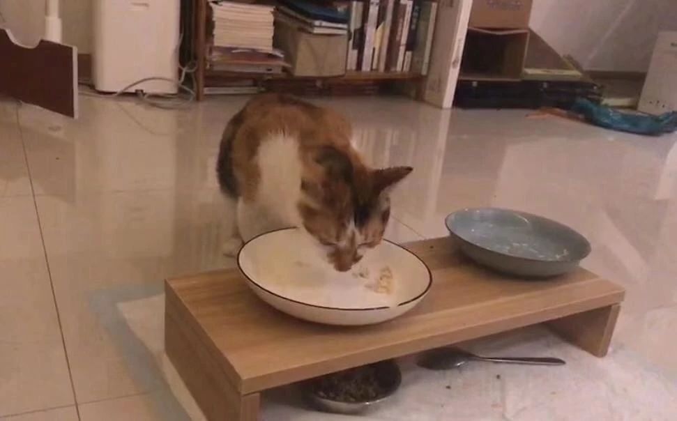 猫咪吃猫饭便便不臭,你家猫拉屎有多臭