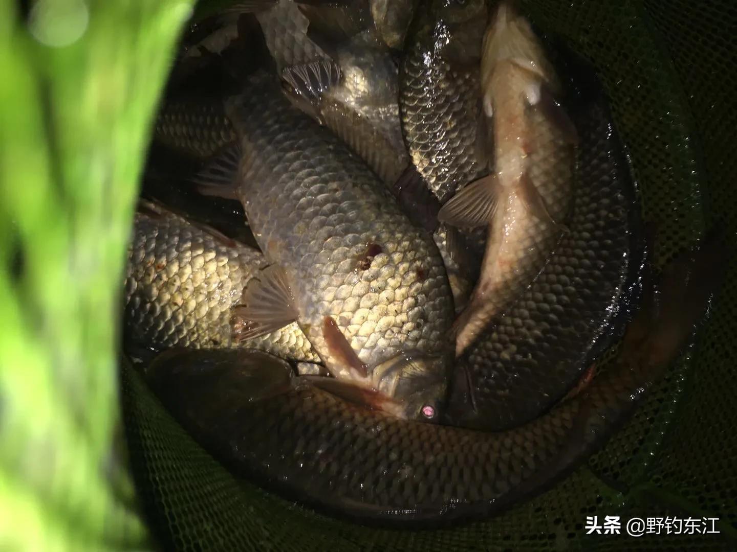 深圳大鹏野钓免费最佳地点,深圳福田野钓地点在哪里