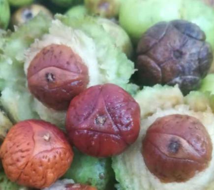 菩提子在沦为笑柄前请放过她《凤眼篇》