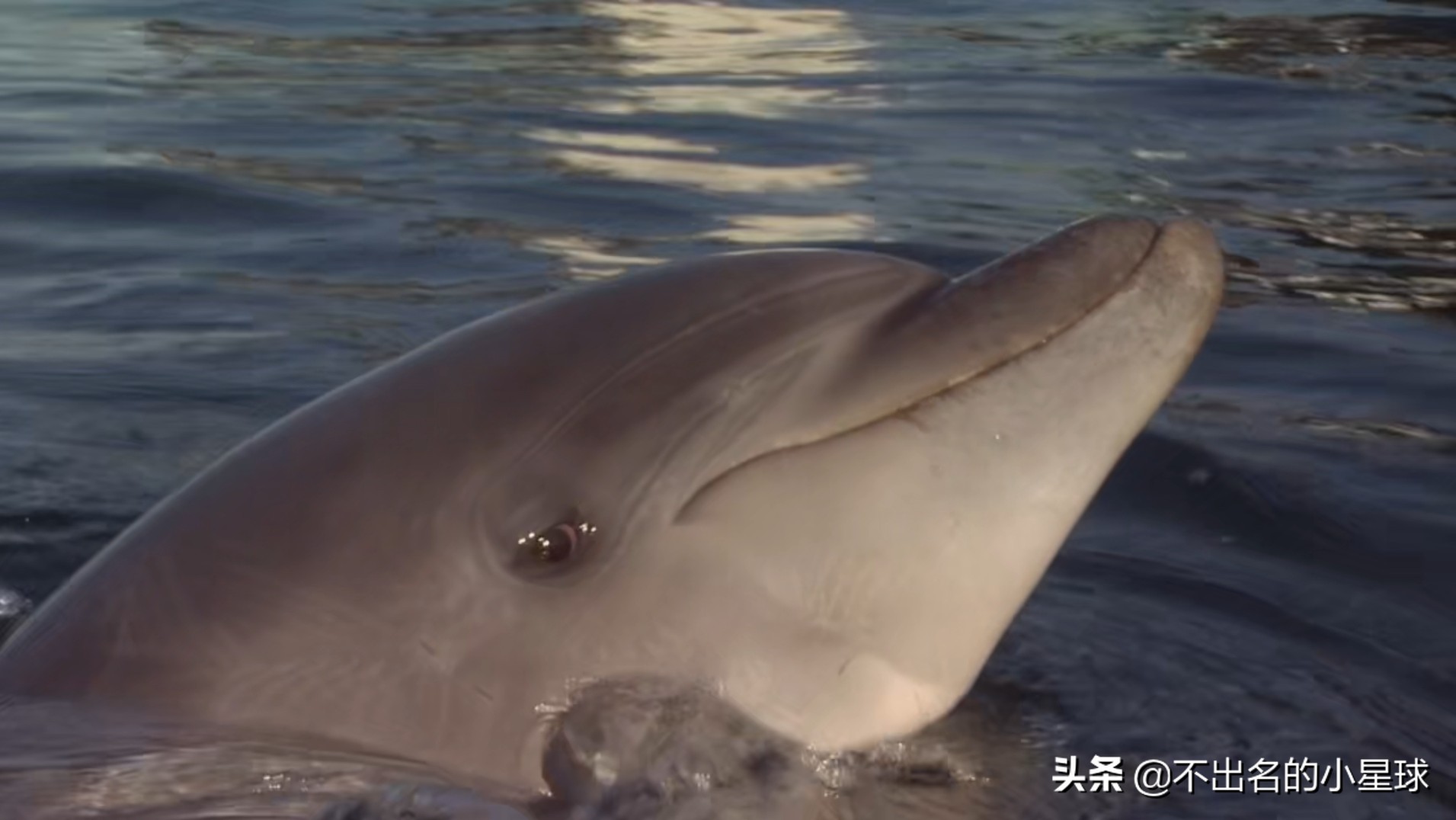 日本海豚湾的恐怖故事,日本海豚湾的恶行是被谁揭开的