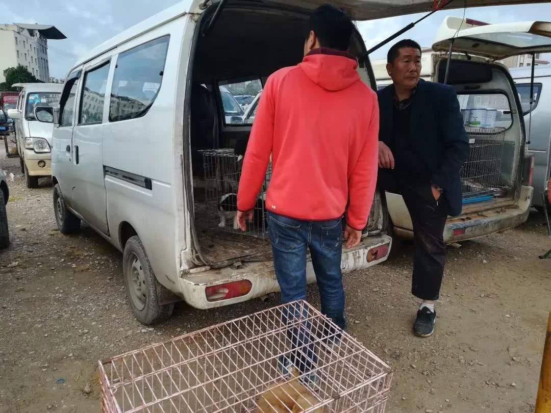 男子第一次来狗市，被套路了都不知道1300元购买了边境牧羊犬！