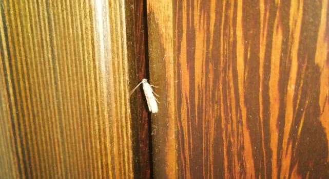 惊吓！卧室墙壁沾着几个小毛团，细看竟……专家解释→