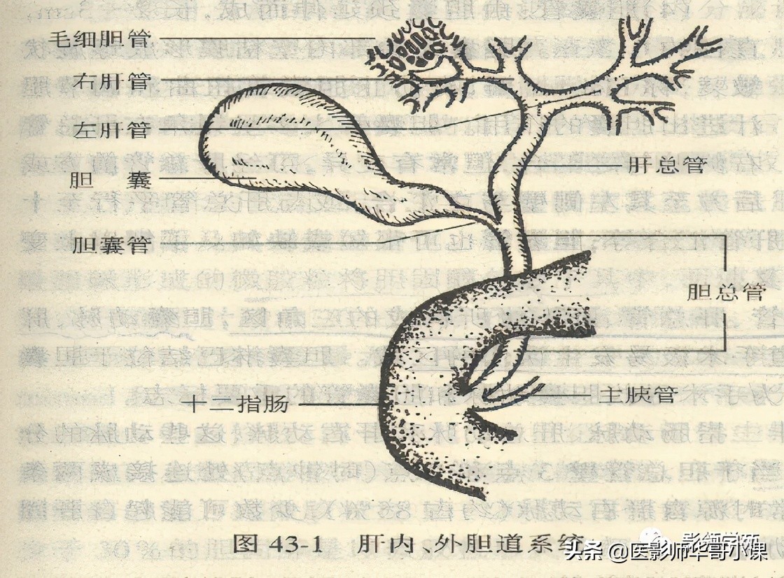 胆总管变异,胆胰管解剖