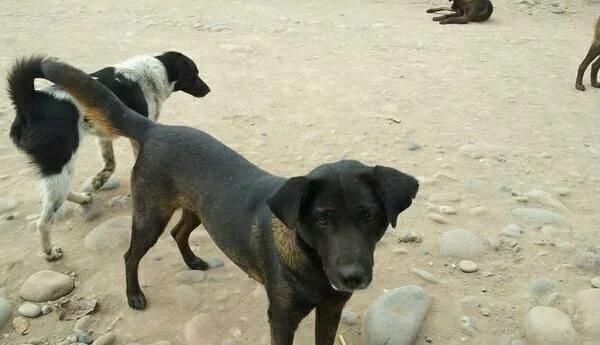 我国优秀猎犬,最贵的凉山猎犬