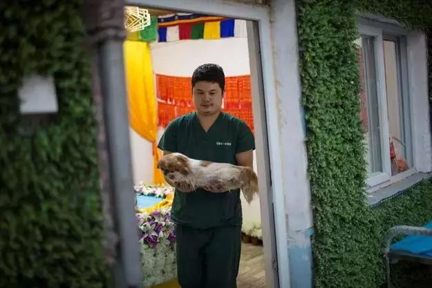 宠物走了怎么安慰高情商,宠物离去怎么走出去