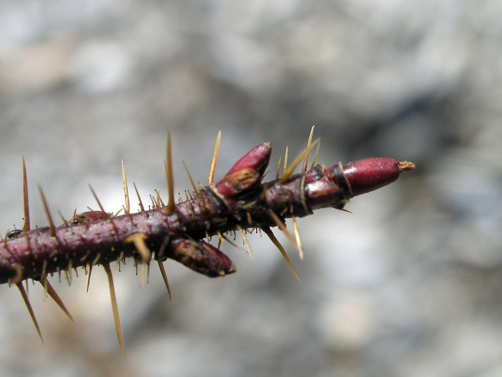 绿山墙的安妮内容概括英文,绿山墙的安妮大概解读
