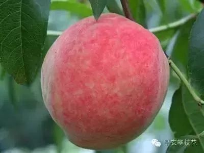 攀枝花哪种水果好吃 (攀枝花两种美味水果)