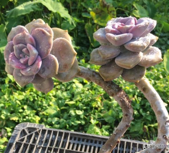 紫乐单头多头哪个好,紫乐单头怎么爆多头