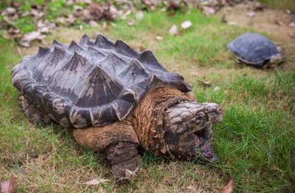 世界上最大的龟将近2000斤,世界上最大的体型的龟