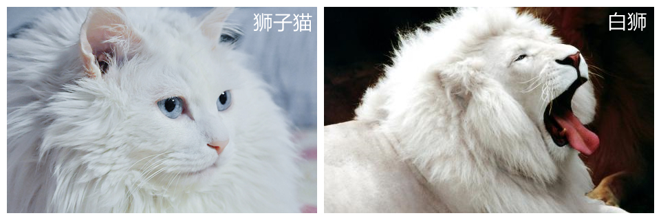 中华田园狮子猫多少钱一只,中华田园猫狮子猫蓝色眼睛