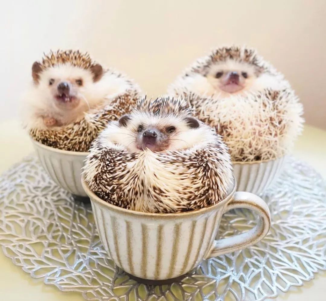 养一只戏精宠物是什么体验,养了一只小狐狸是什么体验