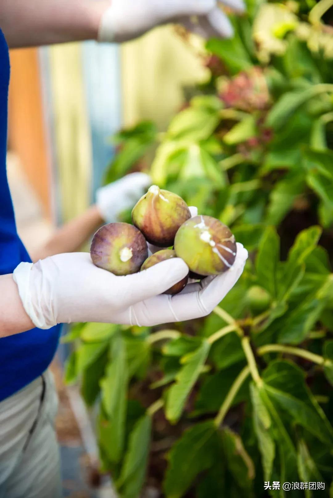 好吃无花果品种,丰产好吃的无花果推荐