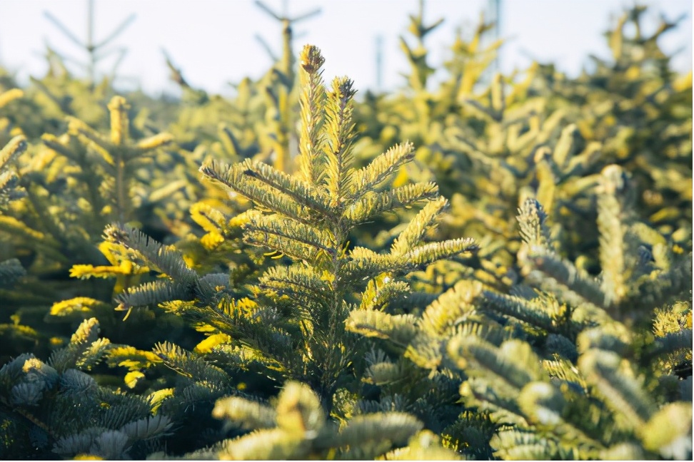 盘盘菜营养价值及功效,盘树对身体好吗