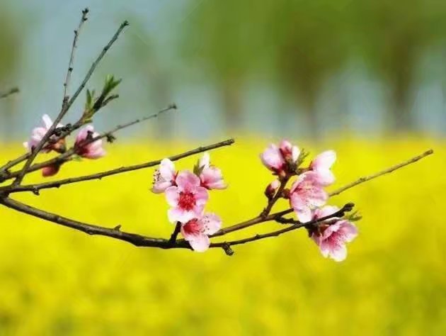 等待春暖花开散文,春暖花开唯美散文
