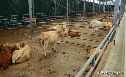 母牛出现流产征兆最佳治疗方法,母牛陆续流产怎么回事