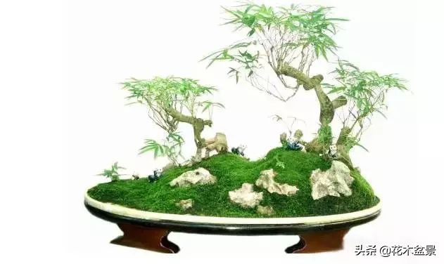 茶桌上养什么盆景植物,最好养的盆景植物推荐