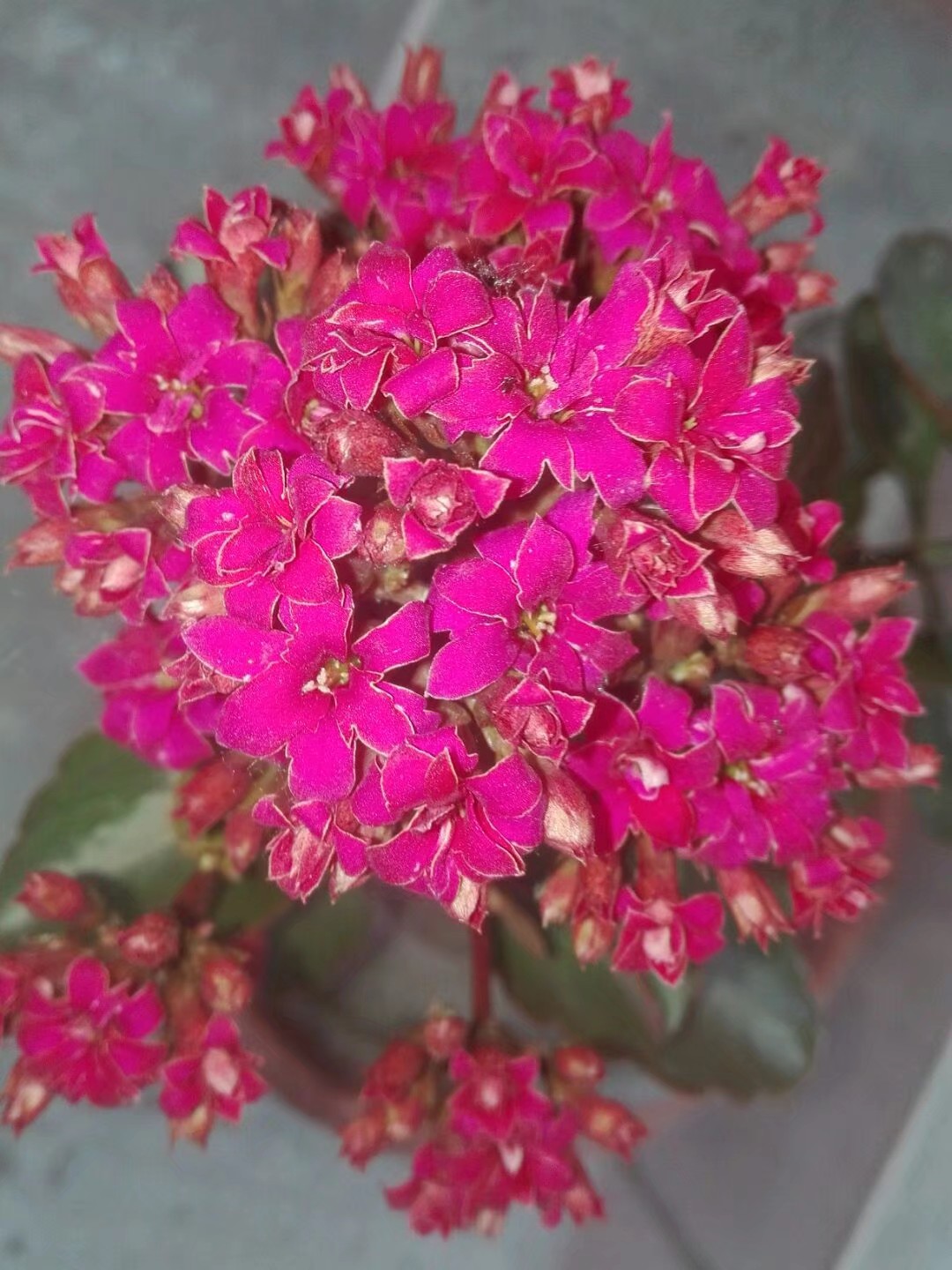 长寿花顶芽被虫吃,长寿花叶片被虫吃空了怎么办