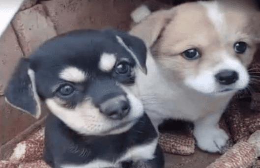 正宗土狗的外貌,中国稀有四大土狗图片大全