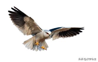 与朱元思书鸢飞戾天注解,与朱元思书鸢飞戾天的意思