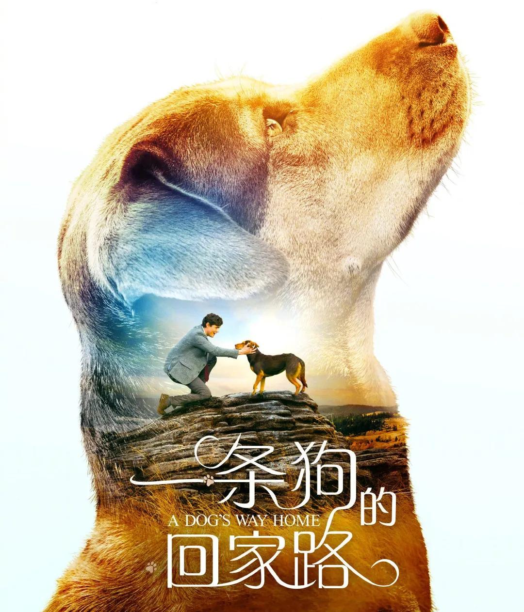 拯救不开心之类电影推荐,十部让人内心平静的电影