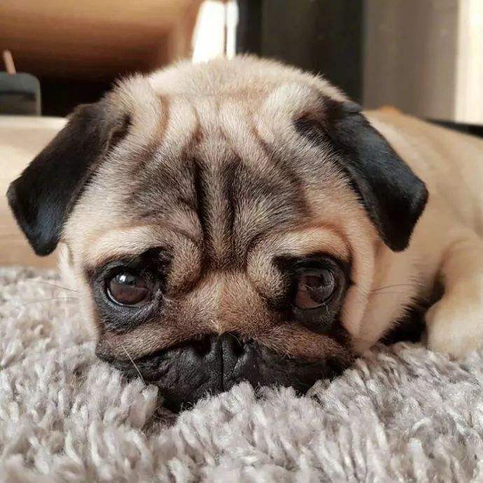 柯基狗狗挑食不吃狗粮怎么办,狗狗挑食不吃狗粮怎么纠正